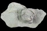 Blastoid (Pentremites) Fossil - Illinois #92229-1